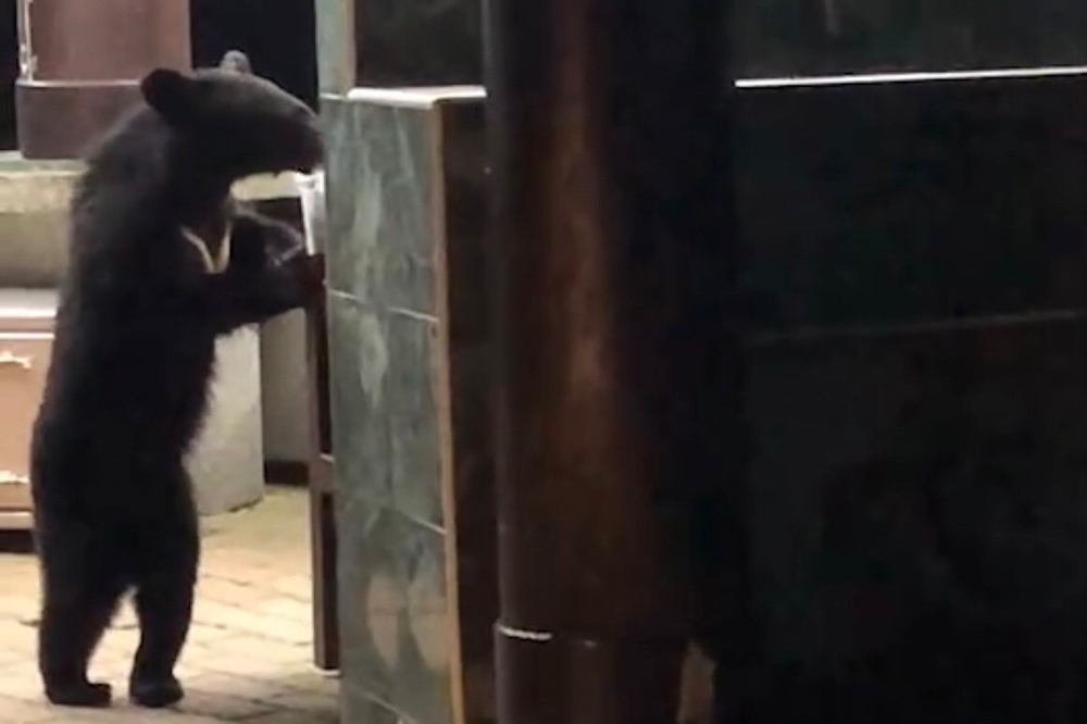 向陽營地有台灣黑熊出沒，台東林管處為避免人熊衝突，干擾黑熊取食習慣，即日起暫停開放營地。（台東林管處提供）