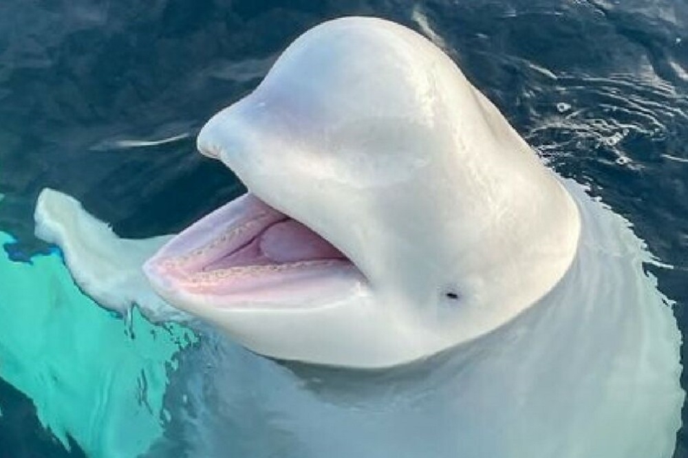 2019年曾於挪威出現被認為是俄羅斯間諜的白鯨，近期現蹤於瑞典。（圖取自OneWhale推特）