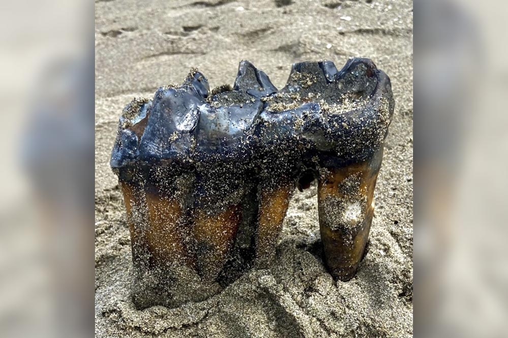 加州民眾在沙灘發現長毛象牙齒。（美聯社）