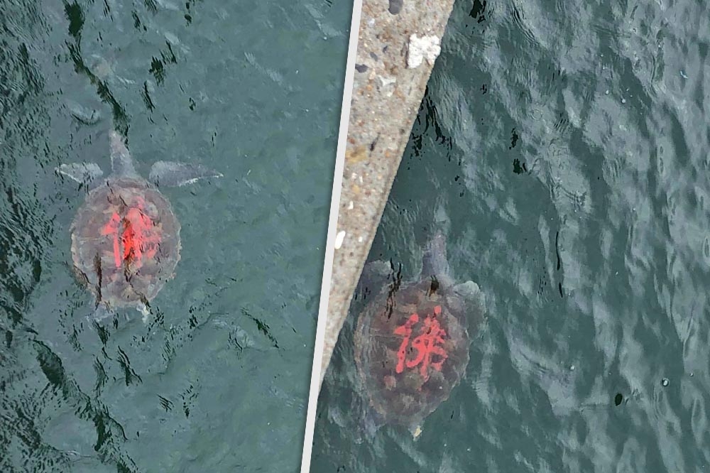 有網友日前在台南安平保七南堤，發現海中的海龜殼上被寫了大大的「佛」字。（擷取自爆料公社）