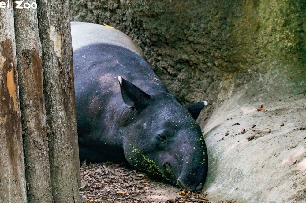 台北市立動物園馬來貘「貘克」已被證實死亡，據傳是死於熱衰竭。（取自台北市立動物園臉書）