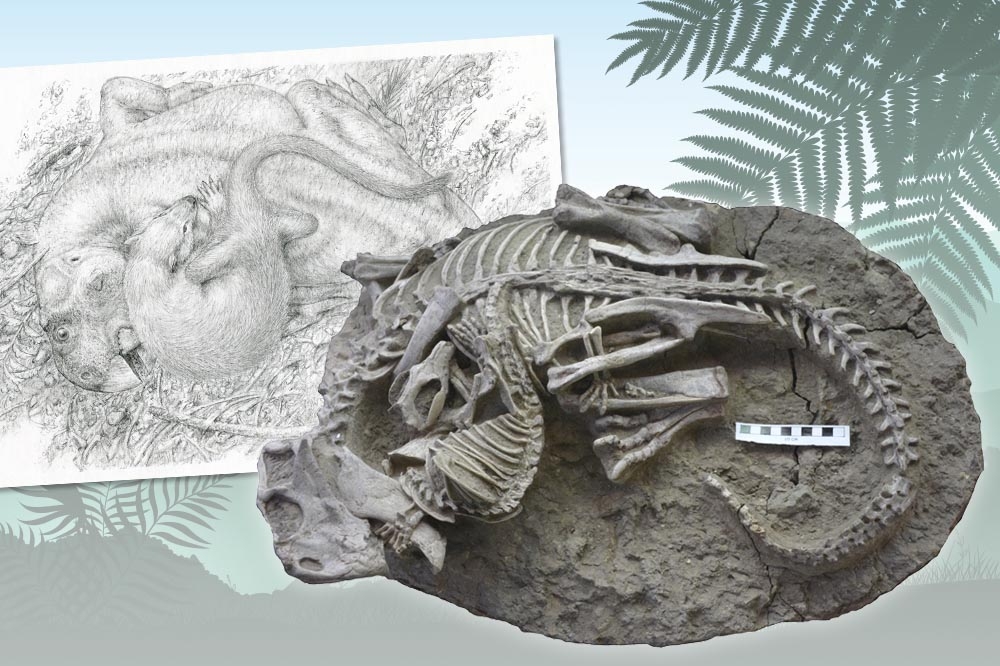 這塊中國東北出土的化石，記錄了哺乳類與恐龍的打鬥場景。（合成畫面／美聯社）