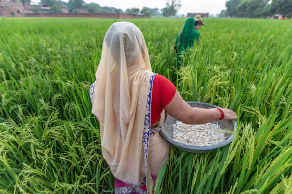 印度祭出稻米出口限制，恐衝擊市場。（美聯社）