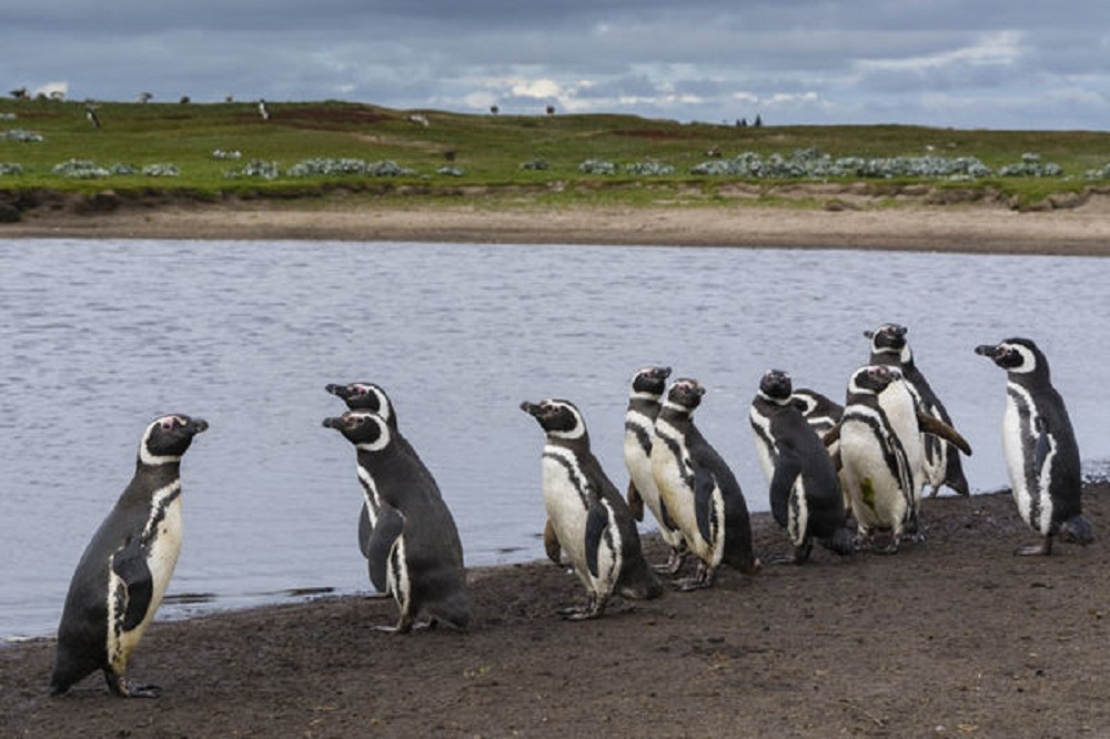 烏拉圭東部沿岸發現2000隻麥哲倫企鵝死亡。（美聯社）