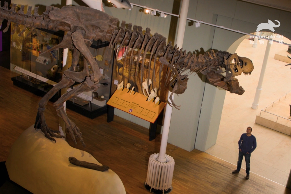 霸王龍是地球有史以來最大的肉食性恐龍，長約 12 公尺、重達 7 公噸 。（動物星球頻道提供）