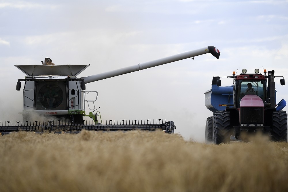 中国对澳洲大麦取消进口关税，反映两国关系改善。（美联社）(photo:UpMedia)