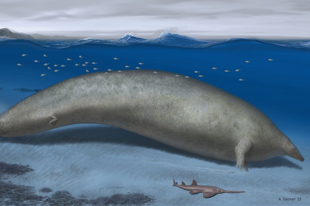 外型類似海牛的巨像秘魯鯨可能是地球史上最大的動物。（取自Robert Boessenecker推特）