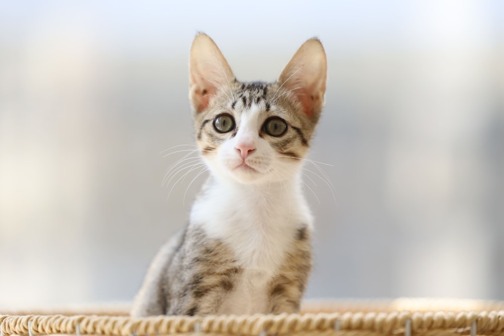近 3 年家貓登記數每年增幅均在 25% 以上。（取自新竹縣政府官網）