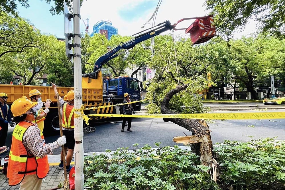 北市中山區今天（30日）發生路樹倒塌壓死機車騎士的意外。（取自議員林珍羽臉書）