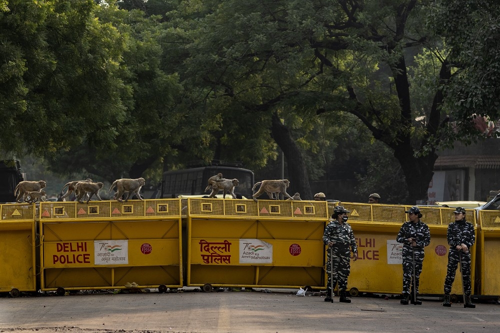 印度首都新德里的街头猴满为患。（资料照片／美联社）(photo:UpMedia)