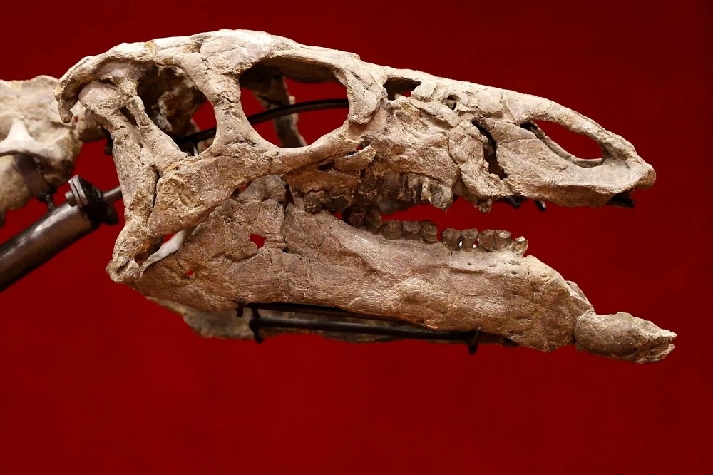 被命名為「巴里」的彎龍化石標本10月將拍賣。（截自Straight Arrow News影片）