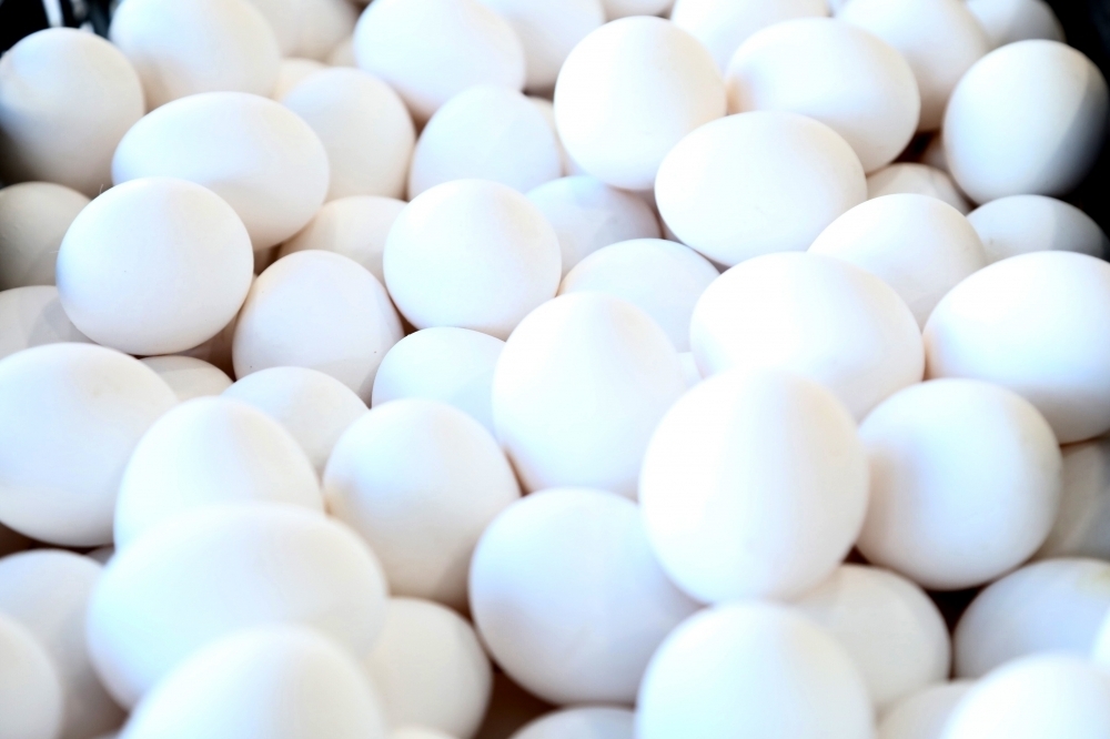 農業部今天證實，專案進口規劃到年底每月大約進口160萬至180萬顆雞蛋。（資料照片／王侑聖攝）