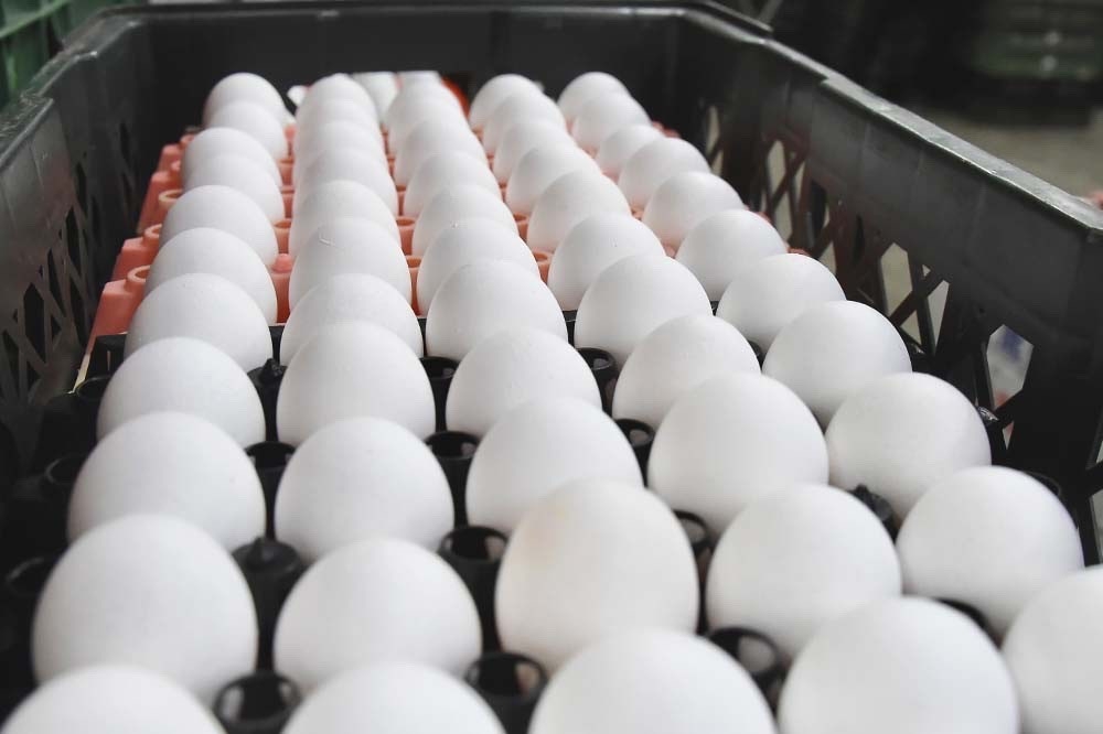 國產雞蛋供不應求，北市蛋商公會宣布，自明天起蛋價調漲2元。（資料照片／張哲偉攝）