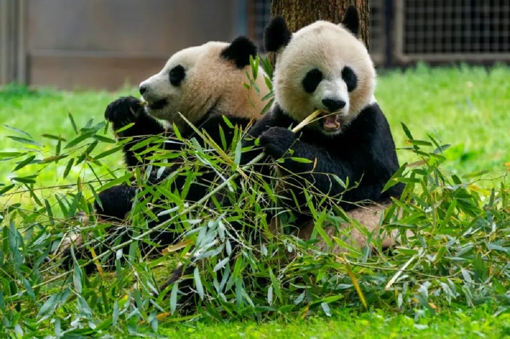 去年5月華府國家動物園的大貓熊。（資料照片／美聯社）