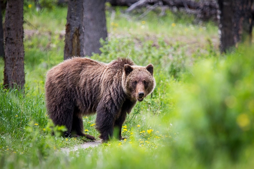 加拿大班夫國家公園發生野外灰熊襲擊事件，造成2人1犬喪命。圖非涉案灰熊。（取自維基）