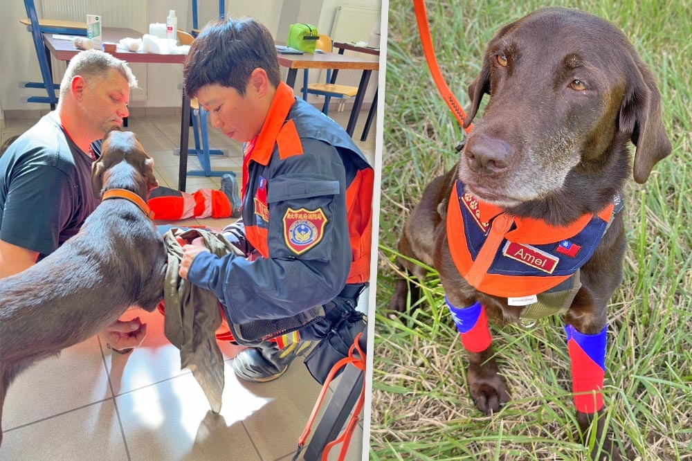 領犬員羅浩芳（左）及搜救犬Amei（右）本次參加MRT認證取得優秀成績。（新北市消防局提供）