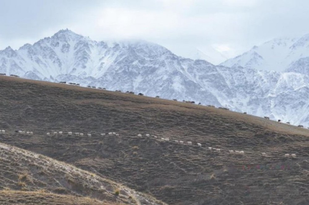 由於中國氣溫將驟降，新疆崑崙的牧民正在遷移牲口。（取自@China__Focus）