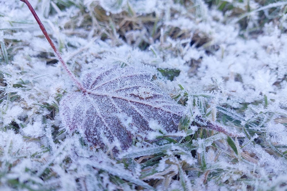 玉山塔塔加園區公路草坡出現結霜冰晶，雪白「糖霜」乍看猶如下雪。（玉管處提供）