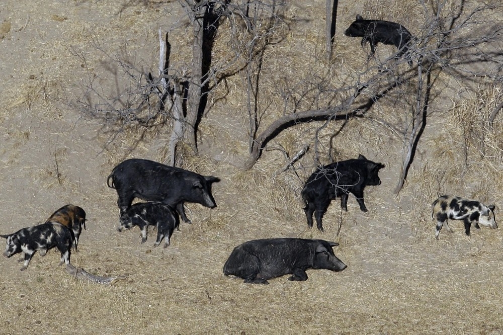 加拿大的混种超级猪，比原生野猪对人类农业更具威胁性。（美联社）(photo:UpMedia)