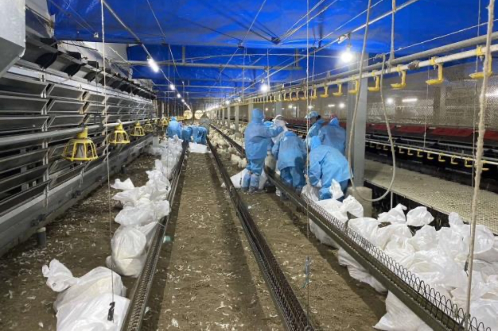 雲林縣斗六市一家白肉種雞場主動通報，確診H5N1亞型高病原性禽流感。（雲林縣政府提供）