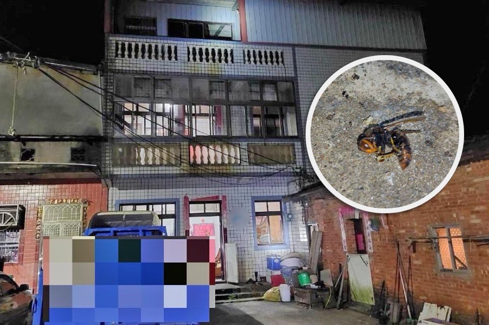 新北市一名75歲的蘇姓老翁昨天在家中，遭到虎頭蜂螫咬。（合成照片／翻攝畫面）