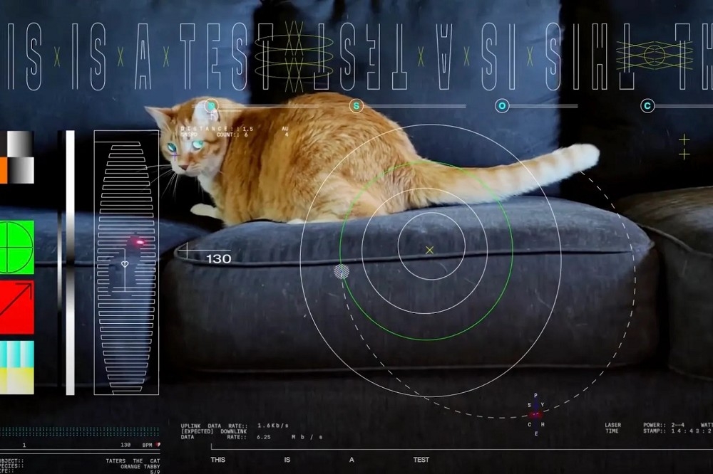 名為泰特斯（Taters）的橘色虎斑貓在沙發上，追逐著雷射筆的光點。（截自NASA影片）