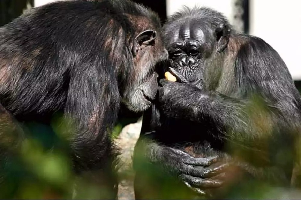 最新研究表明，黑猩猩拥有近似于人类对同伴的记忆力。图为美国旧金山动物园一对黑猩猩。（资料照片／美联社）(photo:UpMedia)