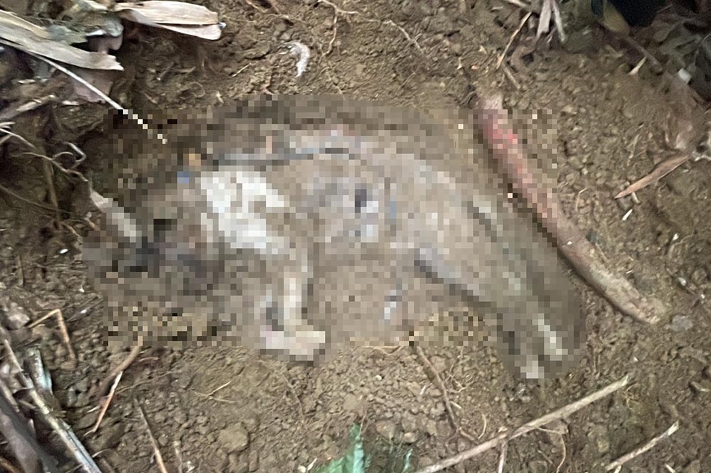 動保處在趙男租屋處附近陸續尋獲5具貓屍，目前已將案件移送地檢署偵辦。（翻攝畫面）