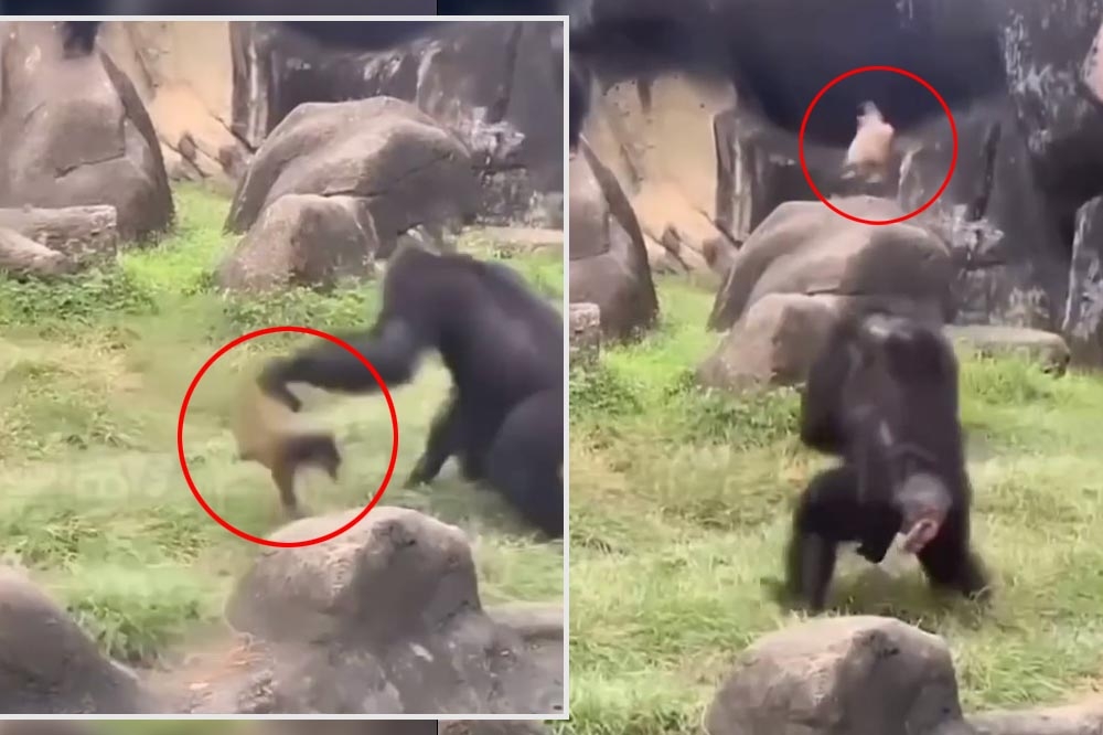 台北市立動物園一隻白鼻心誤闖黑猩猩地盤，結果被黑猩猩拋甩多次慘死。（翻攝畫面）