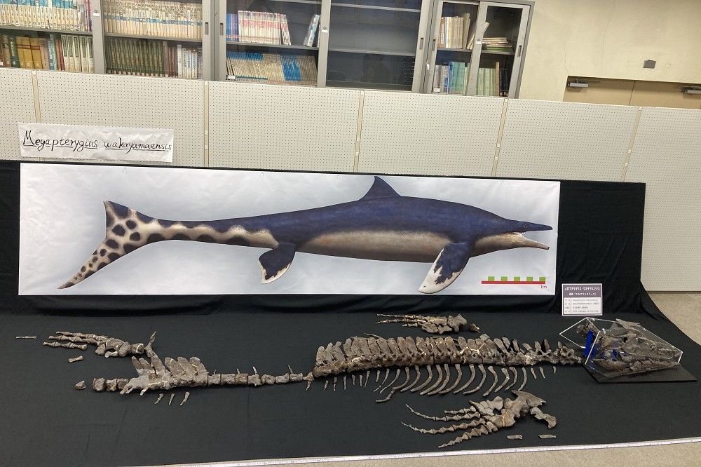 和歌山縣立自然博物館13日宣布新物種命名。（取自@WMNH）
