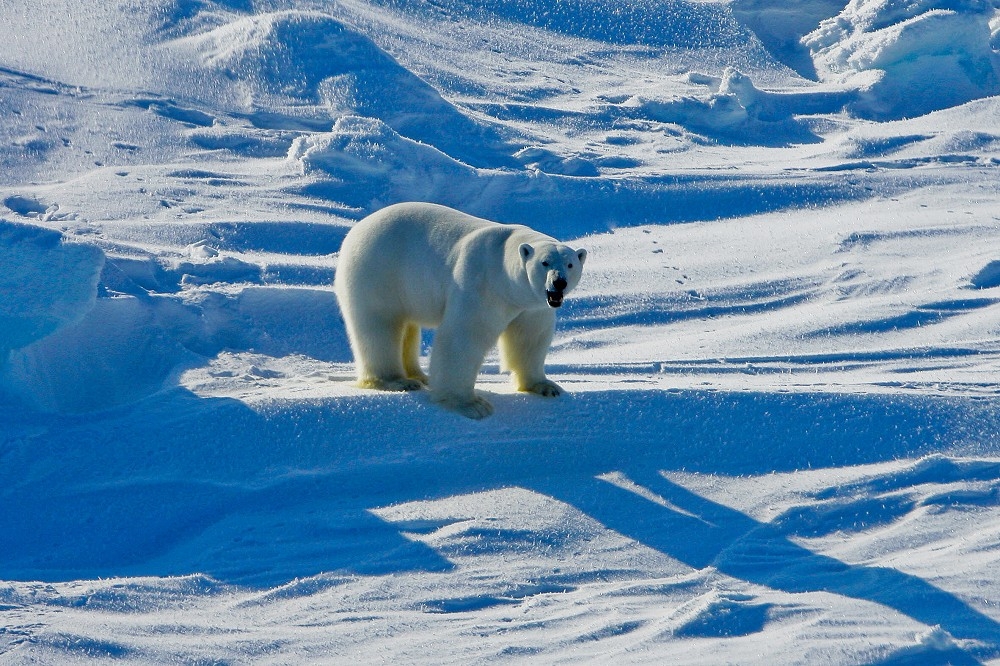 美国阿拉斯加州上月发现一只染上禽流感病毒H5N1死亡的北极熊。（资料照片／美联社）(photo:UpMedia)