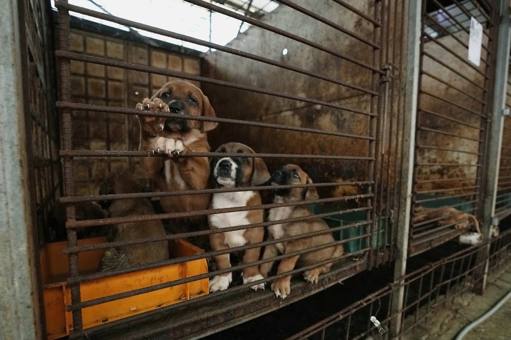 南韓將從2027年起禁止狗肉貿易。圖為京畿道平澤市一處肉狗養殖場。（資料照片／美聯社）