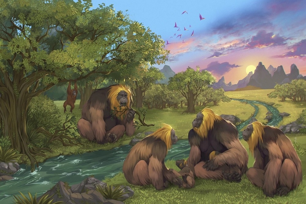目前已知體型最大的類人猿「步氏巨猿」可能因為乾旱滅絕。（美聯社）