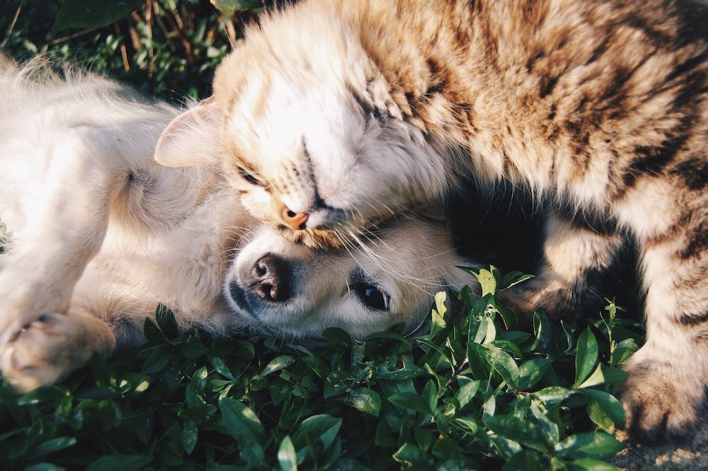 貓狗絕育可增進寵物情緒穩定。（取自 Pexels）