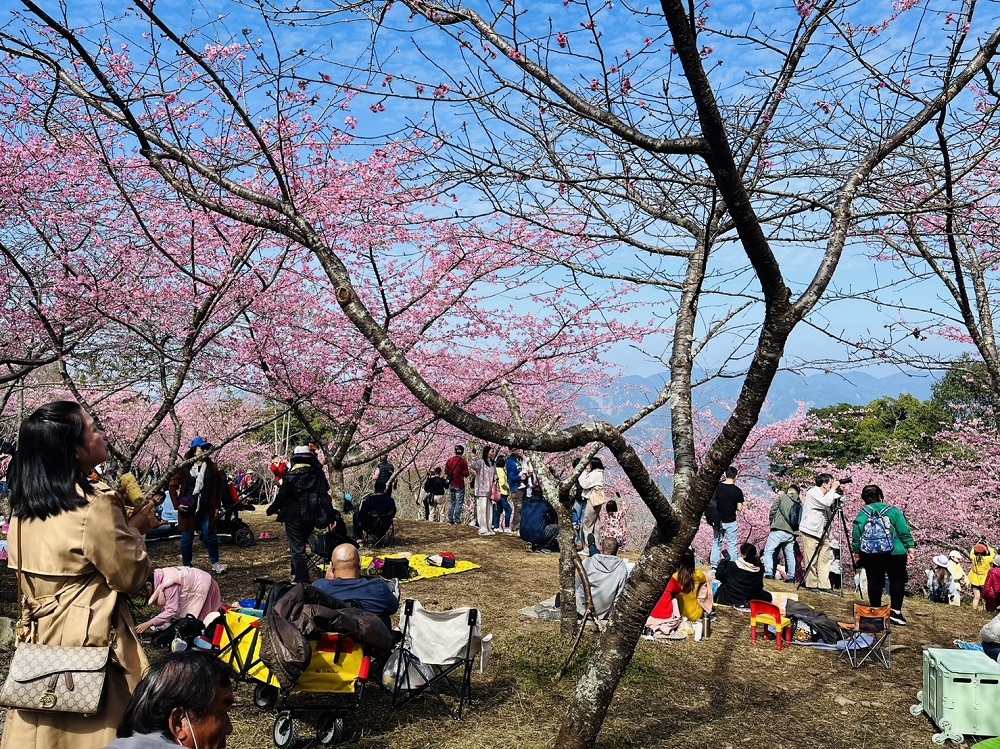 桃源區櫻花季將在1月20日開跑，桃粉色櫻花已遍佈滿山，座落在海拔約1500公尺的寶山二集團櫻花公園，是高雄每年賞櫻的好去處。(高市原民會提供)