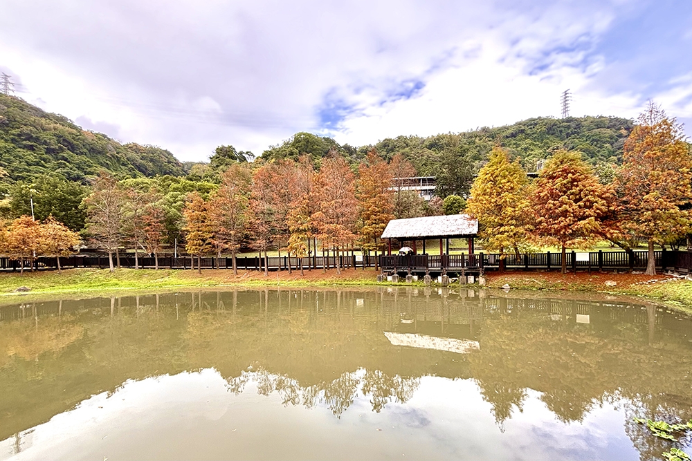 台北也有漸層落羽松祕境！全台首座原住民主題公園，秋冬時是賞落羽松的熱門景點。（王侑聖攝）