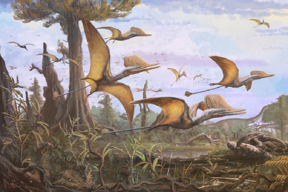 蘇格蘭天空島發現侏儸紀中期的新品種翼龍。（取自英國國家博物館網站）