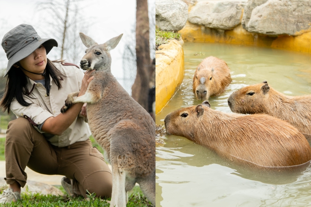 宜蘭新景點「蘭陽動物王國」主打可與澳洲袋鼠近距離互動。（蘭陽動物王國提供）