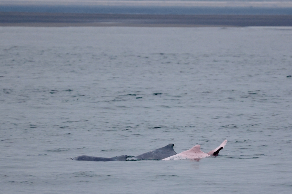 海保署提出「鯨豚保育計畫」，分析台灣鯨豚受到的威脅，並提出法制規範及防範執行方法。（海洋委員會海洋保署提供）