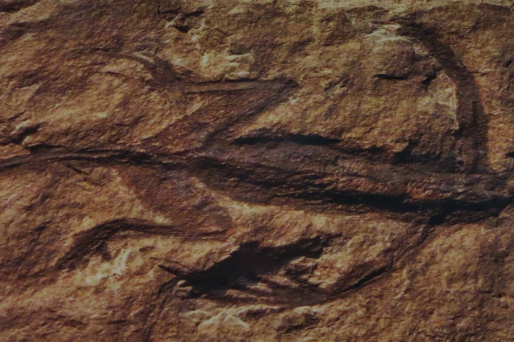 1931年在義大利被發現的罕見「三齒龍」皮膚化石，被發現是假的。（取自Tridentinosaurus維基百科）