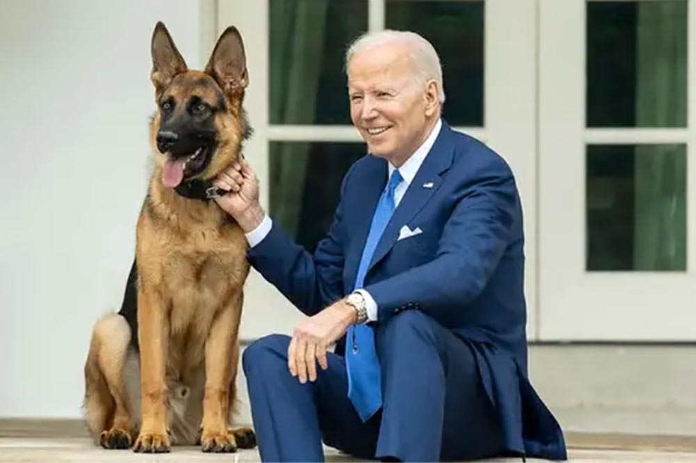 拜登爱犬「司令」在短短10个月的白宫生活内，就咬伤特勤人员24次。（取自白宫网站）(photo:UpMedia)