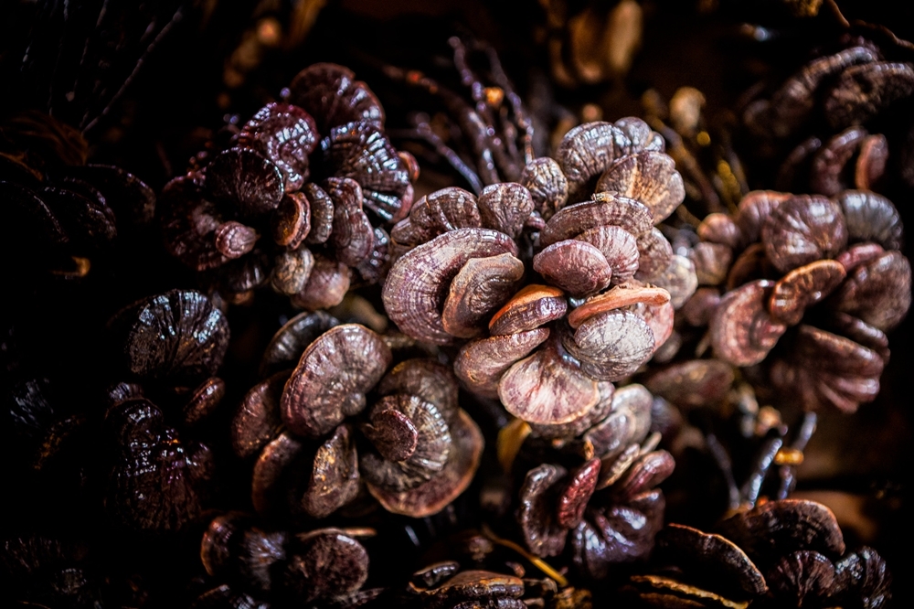 （2014 © See-ming Lee , 紫芝 Purple Ganoderma (Lingzhi mushroom) / 中國海南三亞 Sanya, Hainan, China / SML.20140507.6D.32195.P1 @ Flickr, CC BY-SA 2.0.）