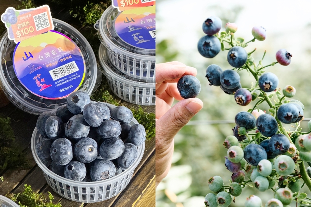 台灣藍莓「山丘藍」即日起正式開賣。（周羿庭攝、自己種有限公司提供）