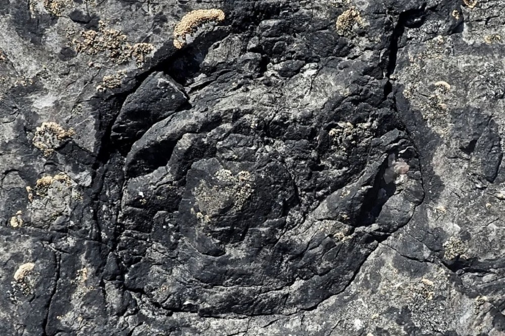 英国科学团队近日发现古代森林化石，据信属于3.9亿年前的泥盆纪时代。（取自剑桥大学网站）(photo:UpMedia)