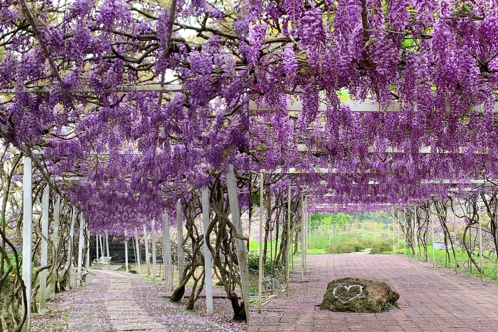 淡水紫藤花園將於 3/20 起盛大開園！（取自淡水紫藤花園粉絲專頁）