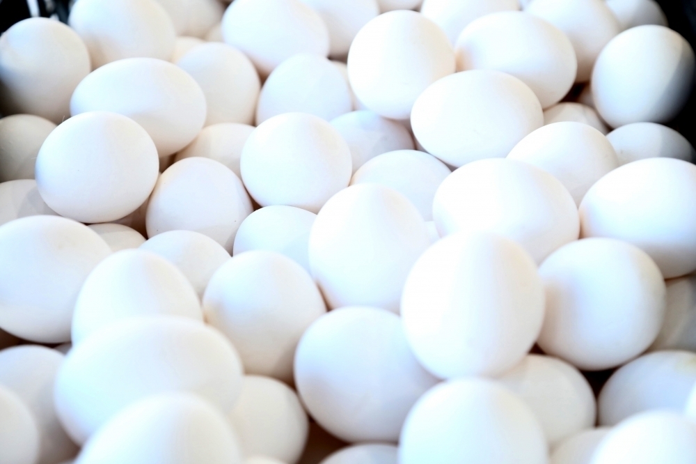 農業部去年進口5580萬顆過期蛋報銷，農業部證實近日啟動銷毀作業。僅為示意圖。（資料照片／王侑聖攝）