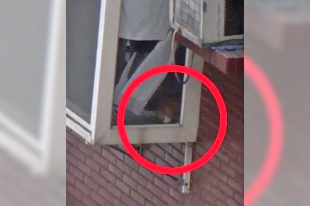 花蓮強震罹難者康老師的愛貓「妞妞」昨天被發現疑似出現在窗台，之後逃跑後再未發現其行蹤。（取自貓咪也瘋狂臉書粉專）