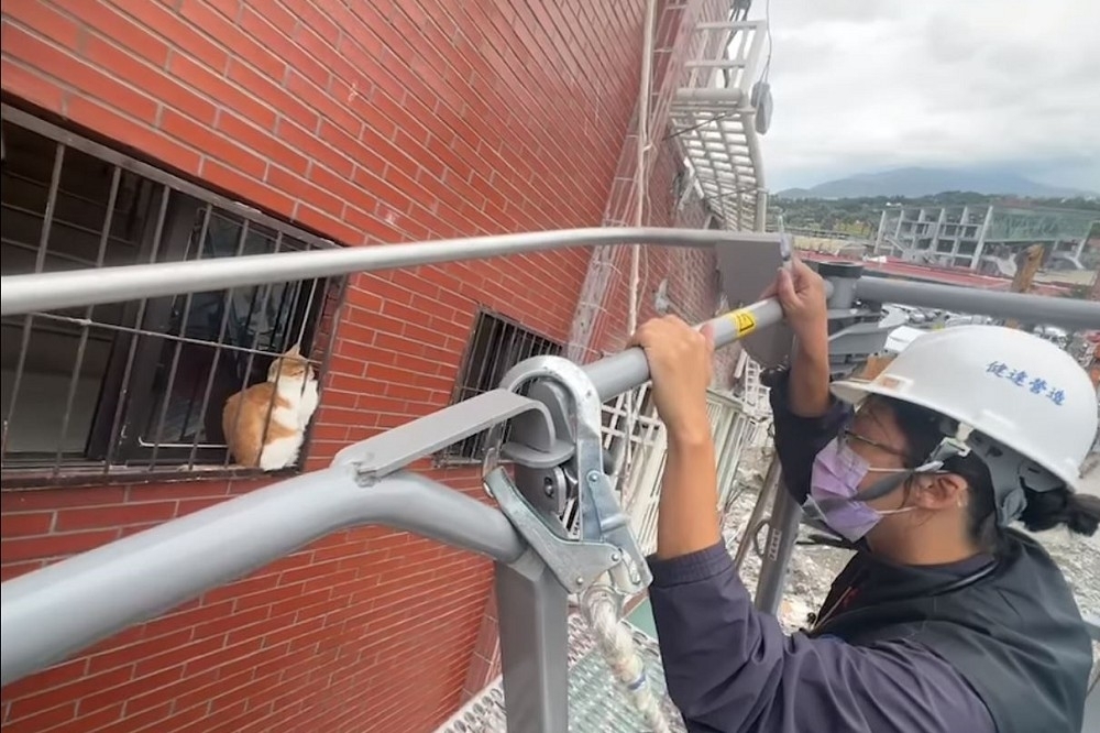 花蓮天王星大樓拆除作業持續中，目前仍有3隻貓未誘捕成功。圖為已救出的貓咪「橘子」。（高雄縣消防局提供）

