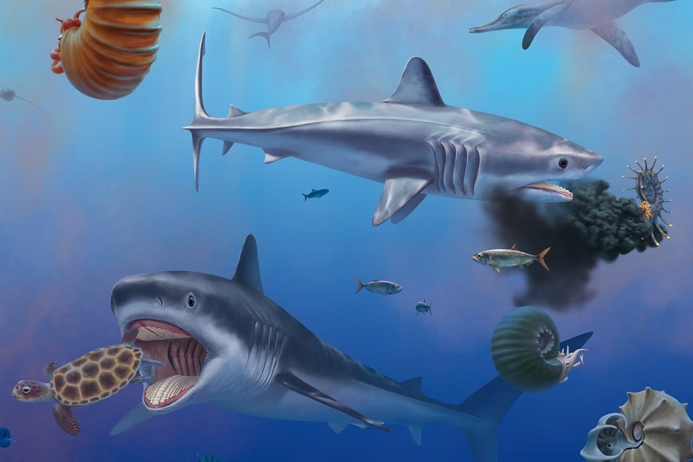 已滅絕的皺齒鯊身形究竟如何，古生物學家一直到最近幾年才有眉目。（取自@Dinoh555）