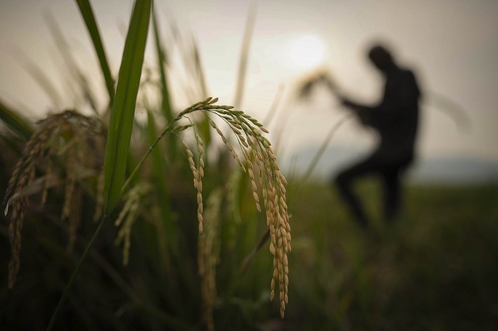 [轉錄] 稻米公糧收購價格提升：另一場立法權擴張